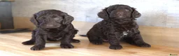 Australian Labradoodle dogs for sale: 🌈 Dark Chocolate (phantom) & Cream Girls ❤️ - Advert 13