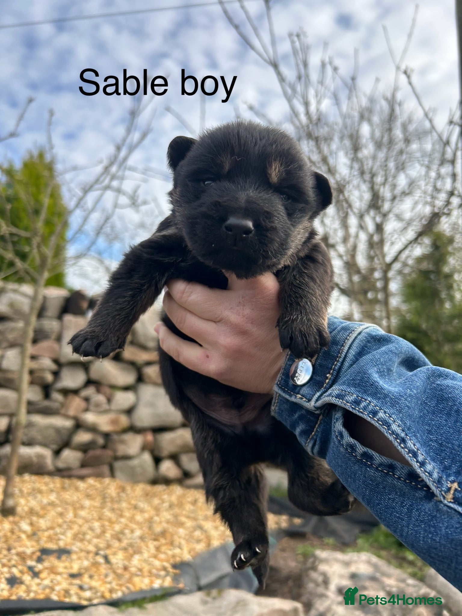 German Shepherd dogs Gorgeous purebred German shepherd puppies 2 LEFT - Advert 9