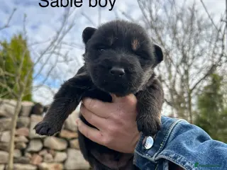 German Shepherd dogs Gorgeous purebred German shepherd puppies 2 LEFT - Advert 9