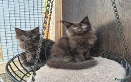 Maine Coon cats for sale: Beautiful Maine Coon babies  - Image 11