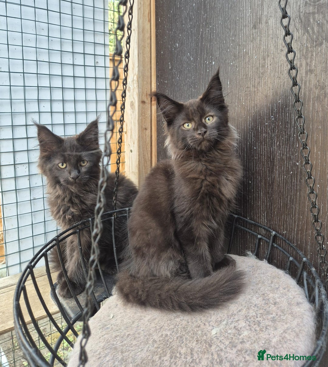 Maine Coon cats for sale: Beautiful Maine Coon babies  - Image 11