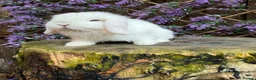 Mini Lop rabbits for sale: Mini lop siblings Ready now  - Advert 16