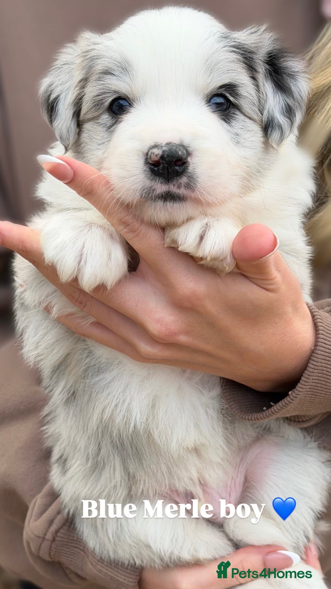 Border Collie dogs Beautiful Champion Line Puppies  - Advert 1