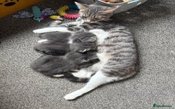 Mixed Breed cats for sale: Grey male kittens ready now  - Image 6