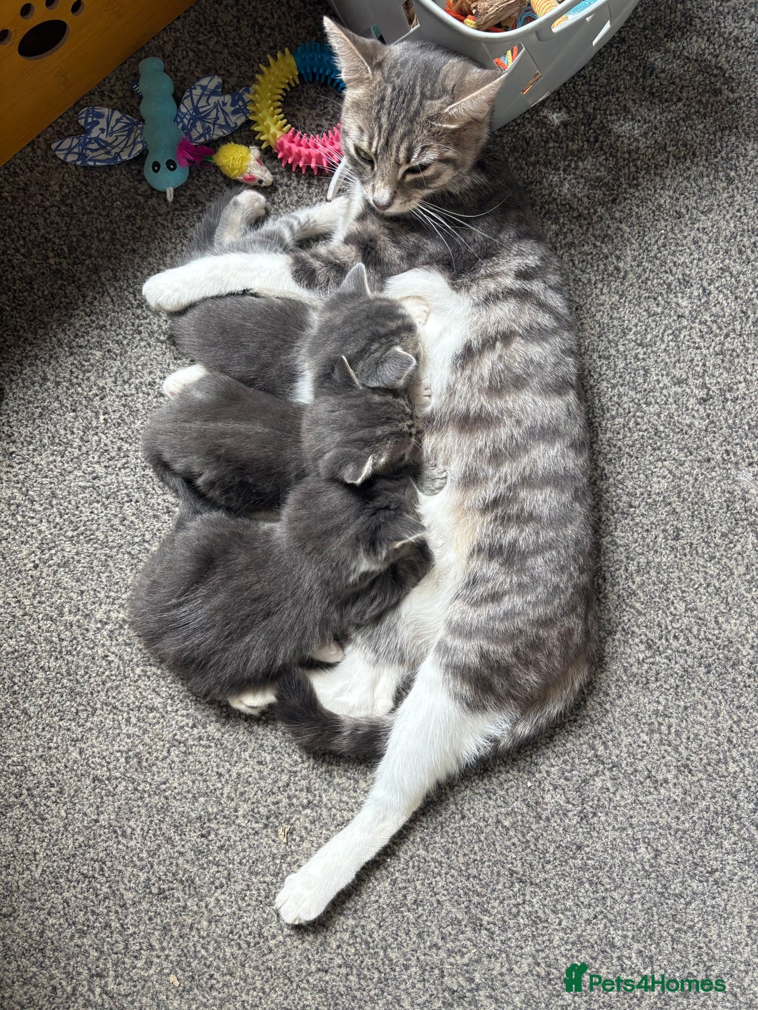 Mixed Breed cats for sale: Grey male kittens ready now  - Image 6