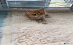 Maine Coon cats for sale: GCCF Registered Maine Coons Ready 16th August  in Banbury - Image 20