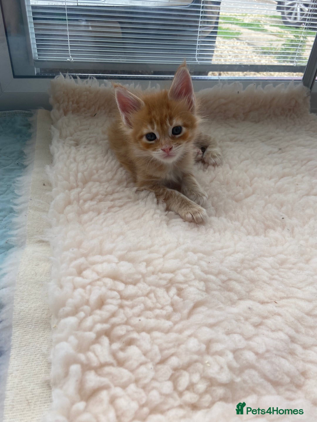 Maine Coon cats for sale: GCCF Registered Maine Coons Ready 16th August  in Banbury - Image 20