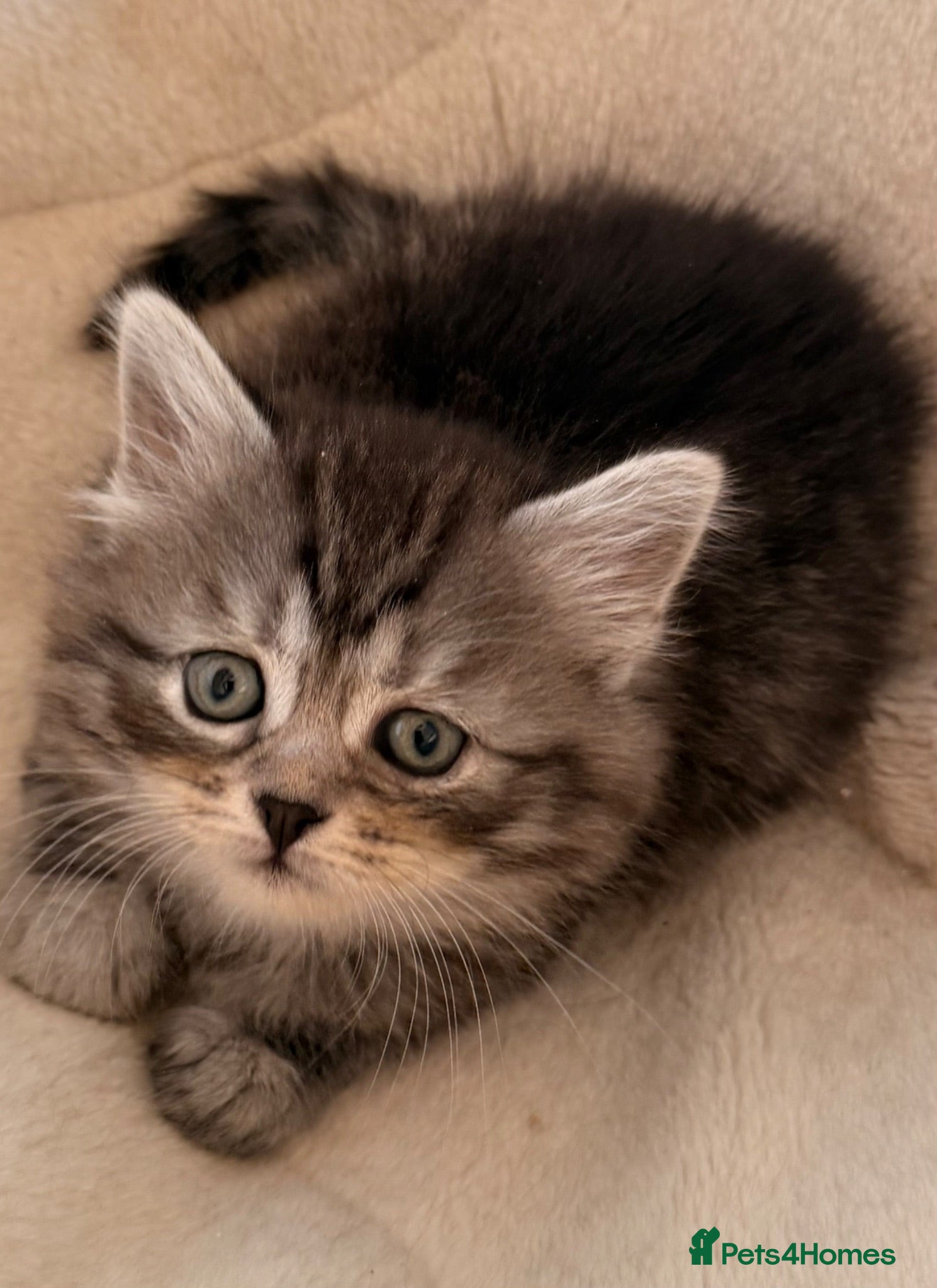 Siberian cats New imported lines Siberian kittens - Advert 2