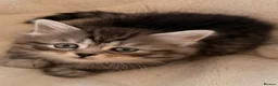 Siberian cats for sale: New imported lines Siberian kittens - Advert 2