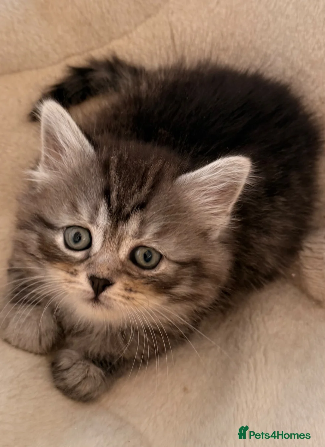 Siberian cats for sale: New imported lines Siberian kittens - Advert 2