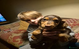 Cocker Spaniel dogs for sale: 3 Gorgeous Cocker Spaniel Puppies  - Advert 5