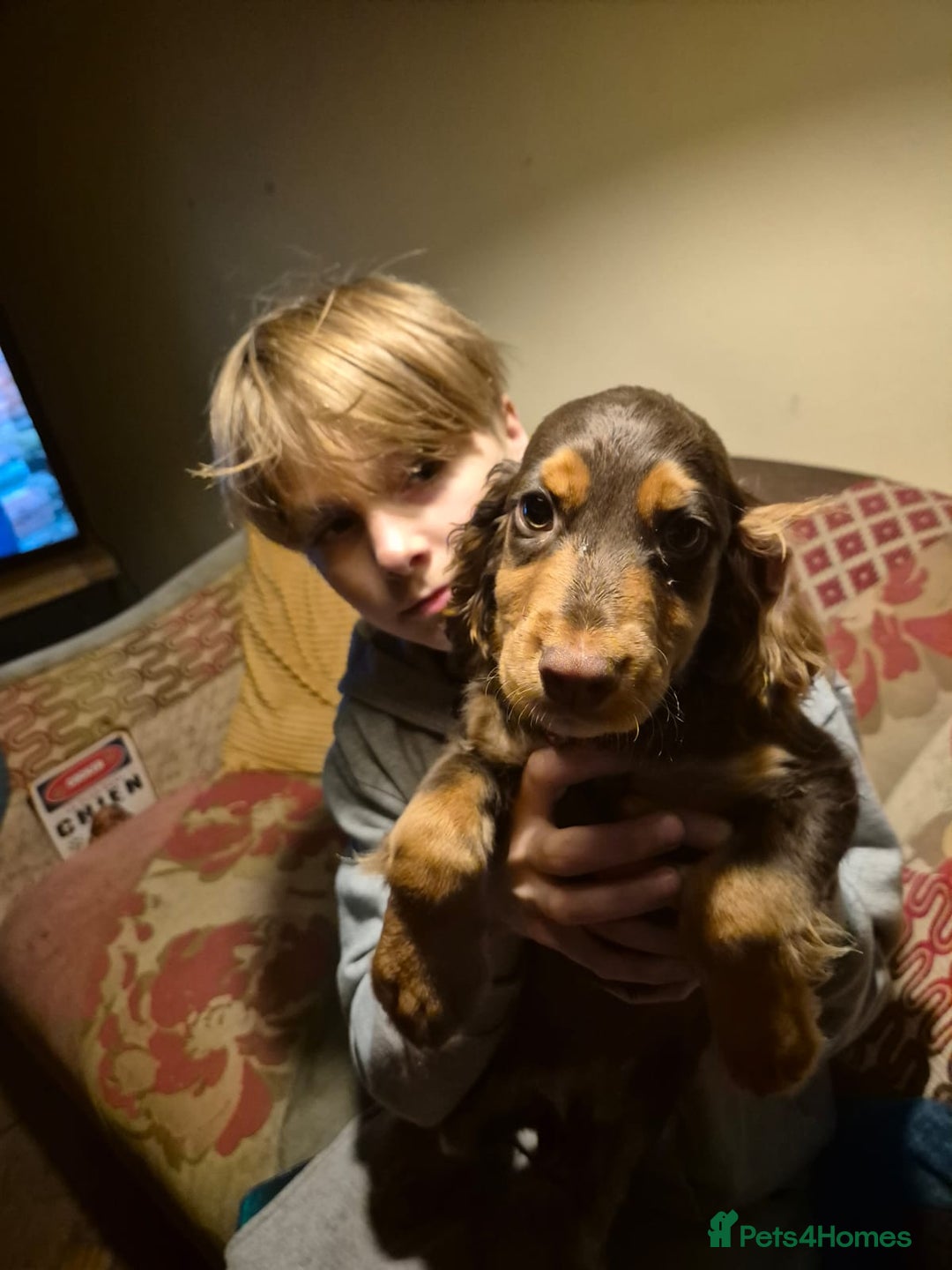 Cocker Spaniel dogs for sale: 3 Gorgeous Cocker Spaniel Puppies  - Advert 5