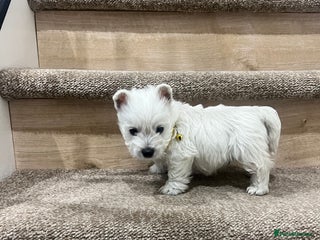 West Highland Terrier dogs Kc registered west highland white puppies. - Advert 2