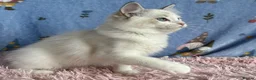 Ragdoll cats for sale: Beautiful Tica Registered Kittens Ragdoll - Advert 11
