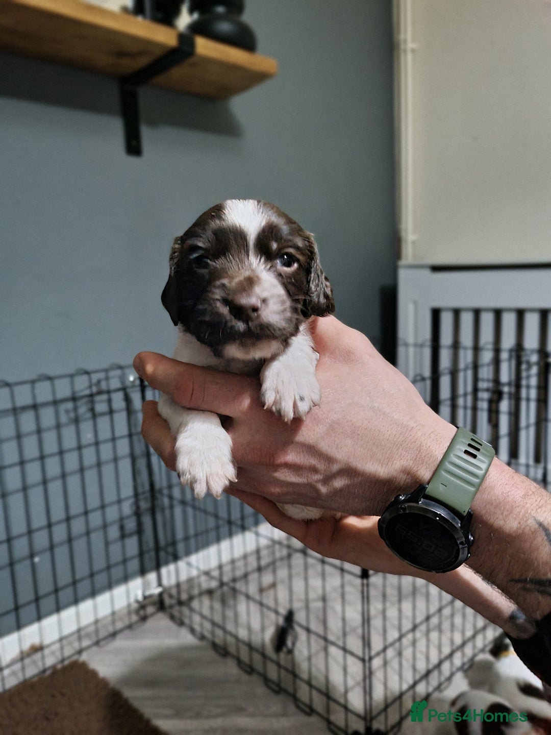 English Springer Spaniel dogs for sale: KC registered English Springer Spaniel puppies 🐾 - Advert 18