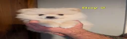 Pomeranian dogs for sale: Pomeranian puppies for sale - Advert 8