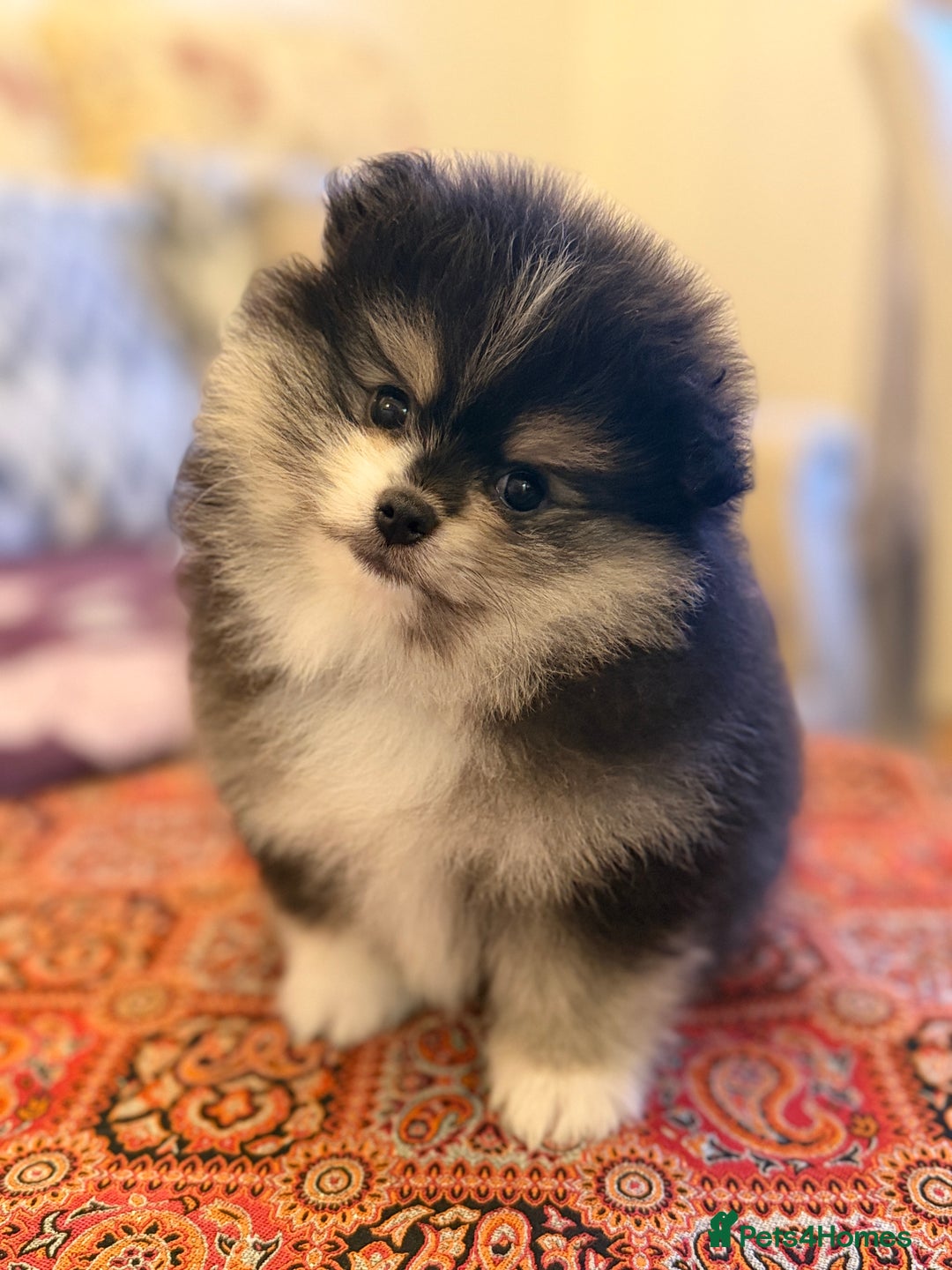 Pomeranian dogs for sale: Beautiful Pomeranian Puppies – Ready Now - Advert 5