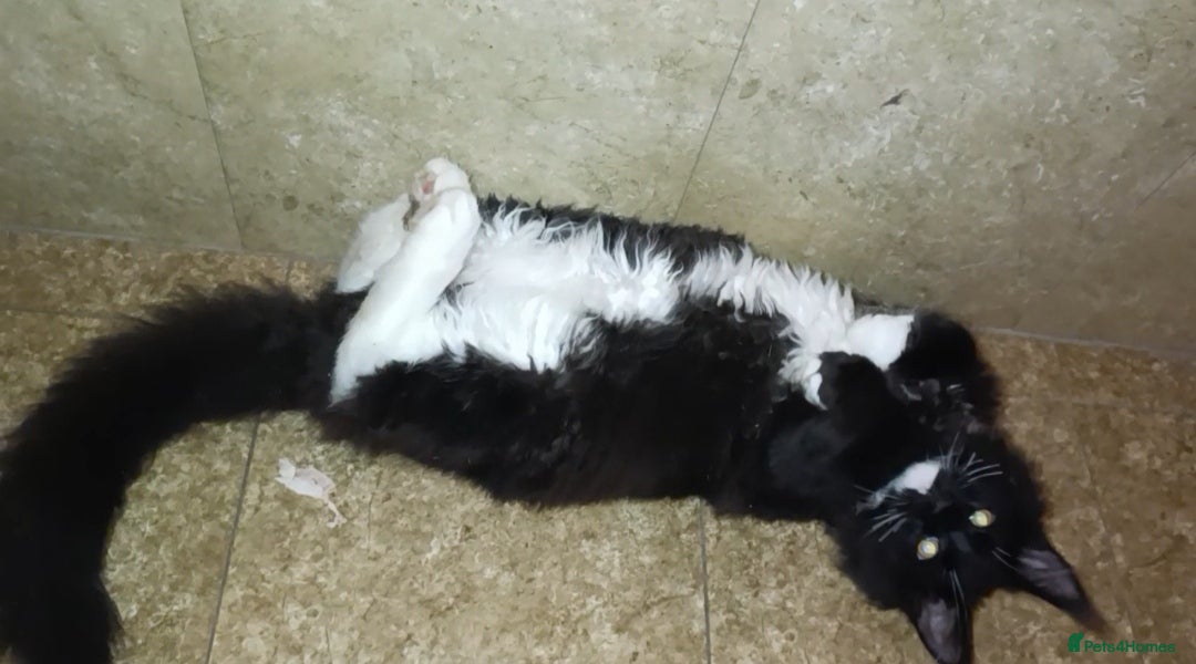 Maine Coon cats for sale: Maine-Coon kittens  - Image 9