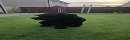 Giant Schnauzer dogs for stud: Giant schnauzer Stud - Advert 6