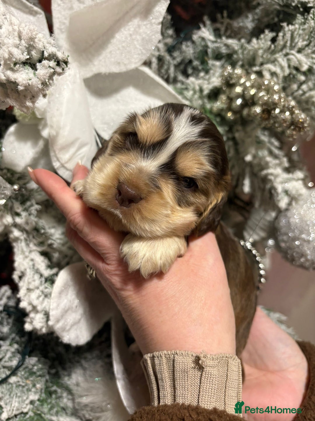 Cocker Spaniel dogs for sale: Extensively health tested, cocker spaniels. - Advert 10