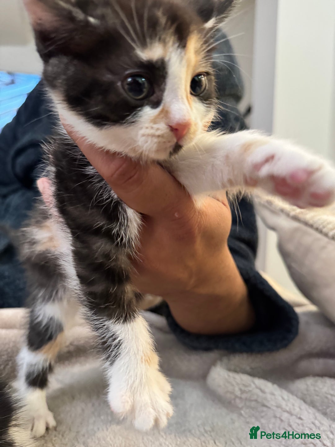 Bengal cats for sale: Bengal x British short hair kittens ready soon 15t - Advert 16