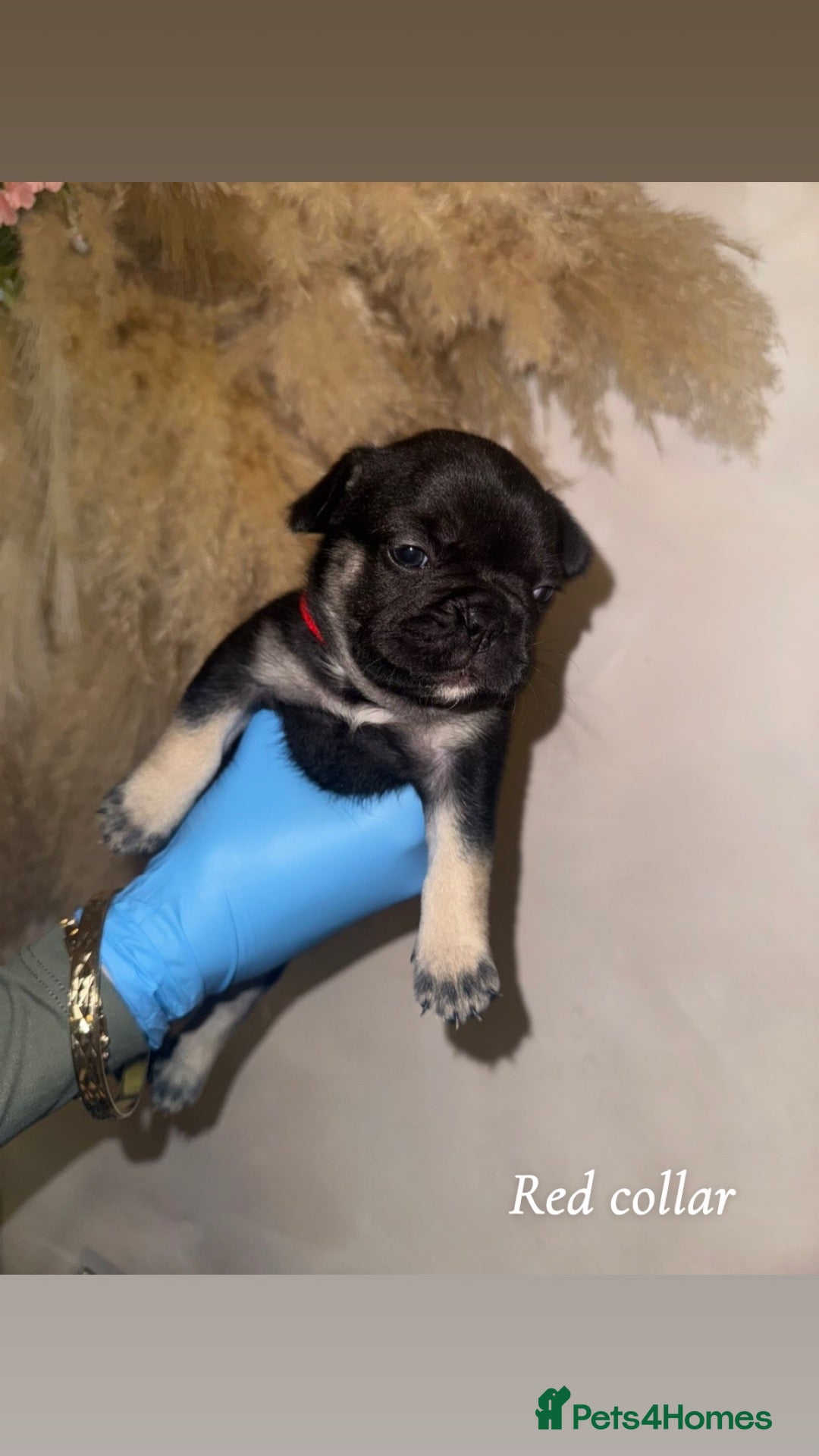 French Bulldog dogs Beautiful French bulldog puppies for sale  - Advert 1