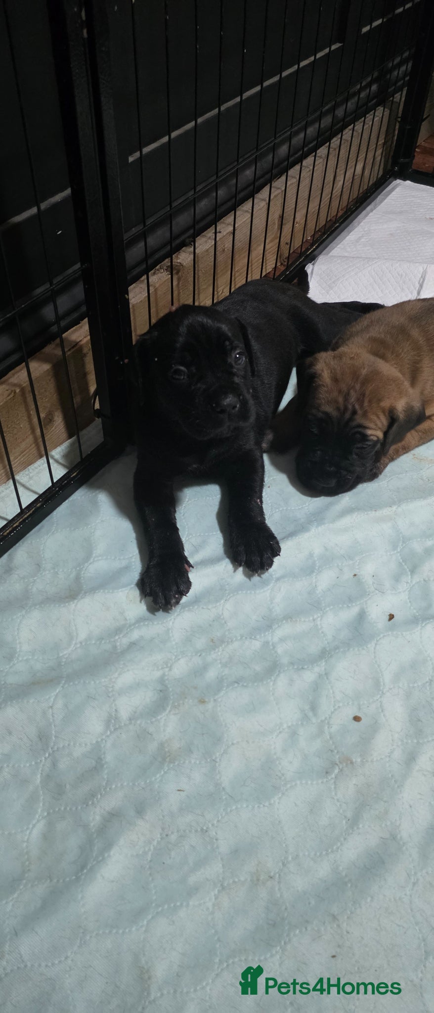 Cane Corso dogs Cane Corso Puppies - Advert 2
