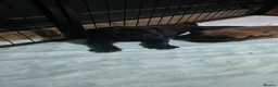 Cane Corso dogs for sale: Cane Corso Puppies - Advert 2