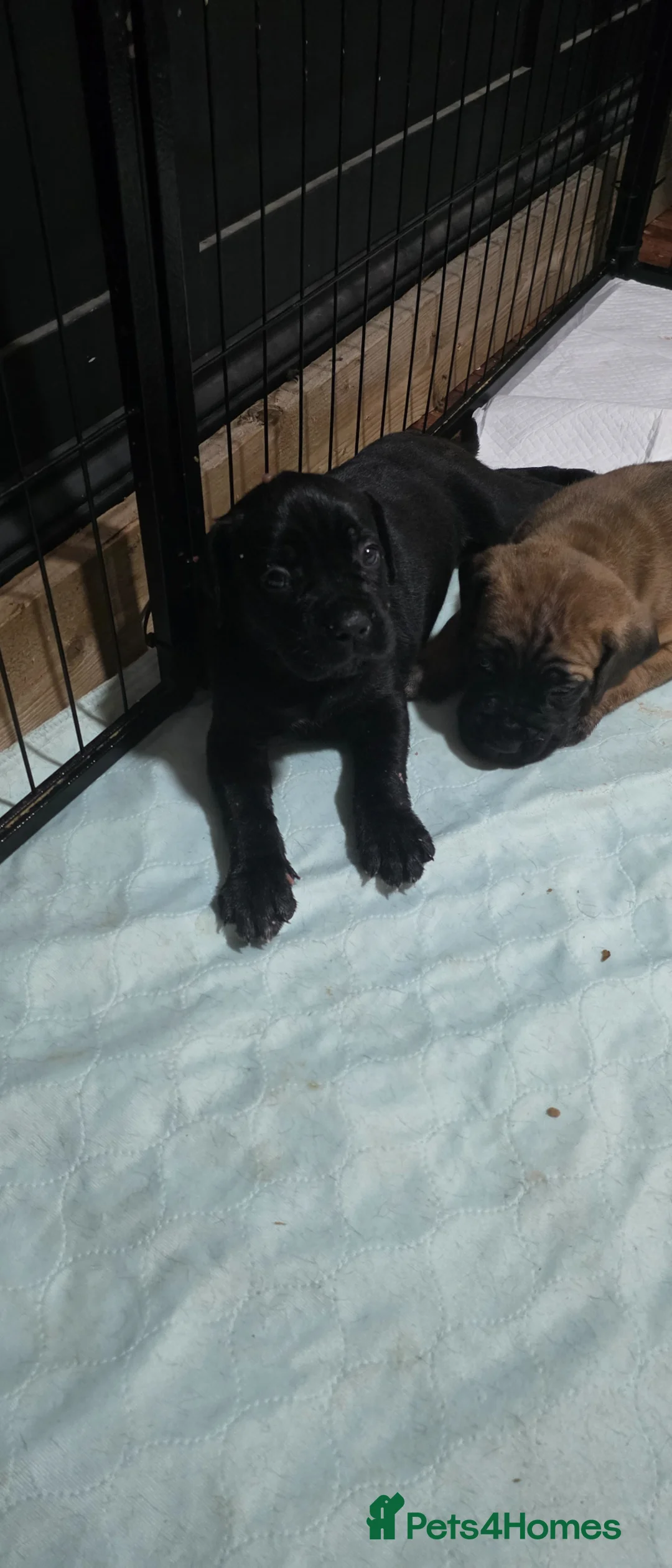 Cane Corso dogs for sale: Cane Corso Puppies - Advert 2