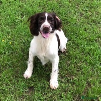 English Springer Spaniel dogs for stud: 🌟🌟Health Tested L&W Springer Stud🌟🌟 in Malmesbury - Advert 5