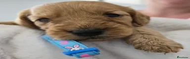 Cockapoo 6