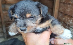 Patterjack dogs for sale: Patterjack pups - Image 3