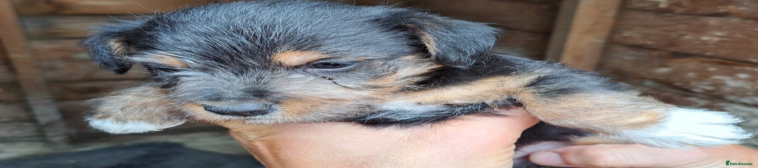  Puppy 2