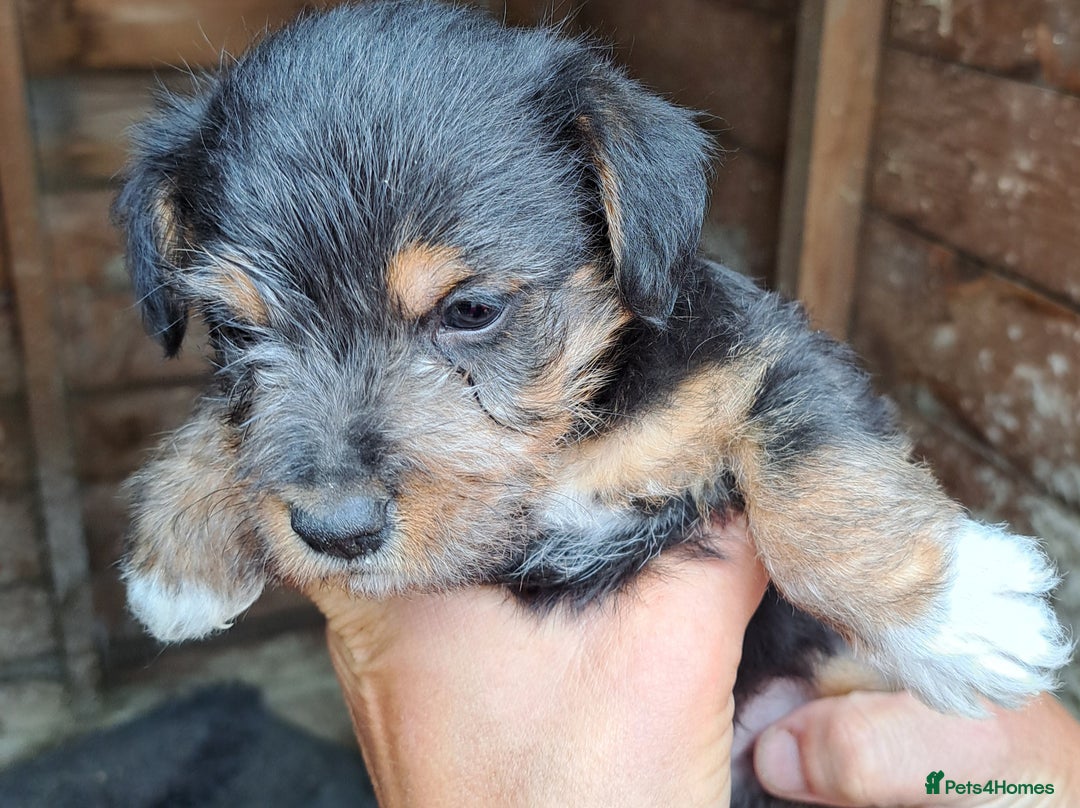 Patterjack dogs for sale: Patterjack pups - Image 3