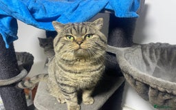 British Shorthair cats for sale: Large british shorthair boy very loving - Image 6