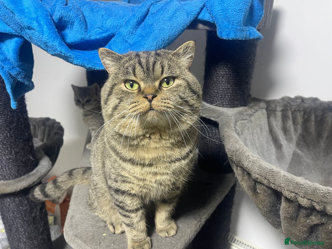 British Shorthair cats for sale: Large british shorthair boy very loving - Image 6