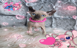 Sphynx cats for sale: 💙LITTLE BOY🩵Sphynx Kitten🩵TESTED 🐈  - Image 6