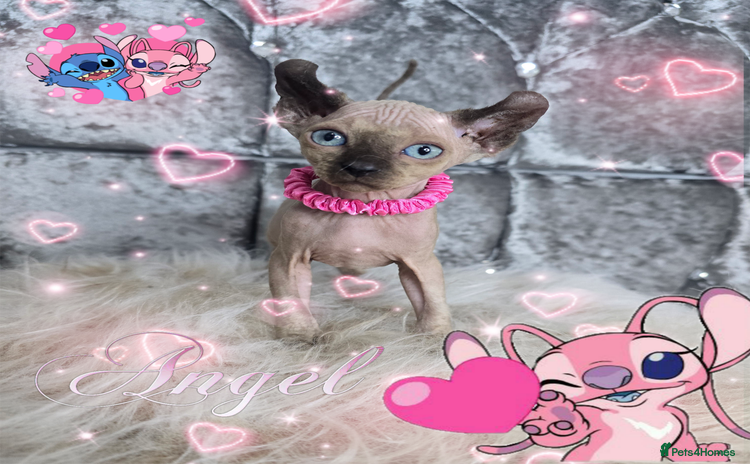 Sphynx cats - Advert 1