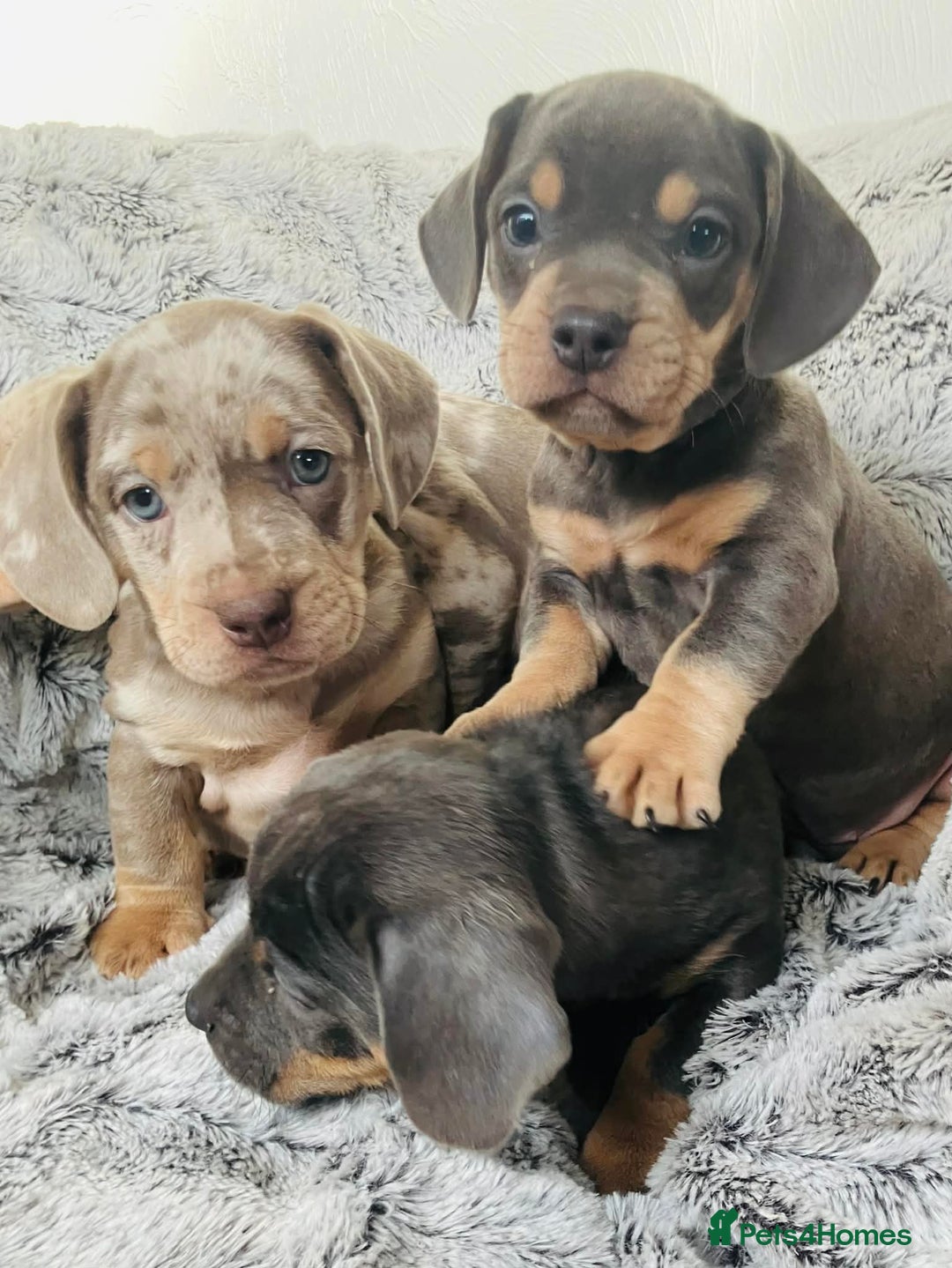 Mixed Breed dogs for sale: Bulldog x Mini Dachshund Puppies - Advert 9
