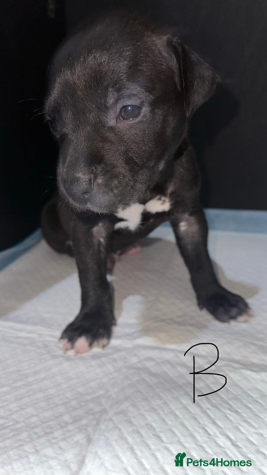 Mixed Breed dogs for sale: Staff x lurcher puppies  - Advert 5