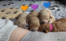 Poochon dogs for sale: 🐾 Adorable F1b Poochon Puppies - Ready November🐾 - Image 40