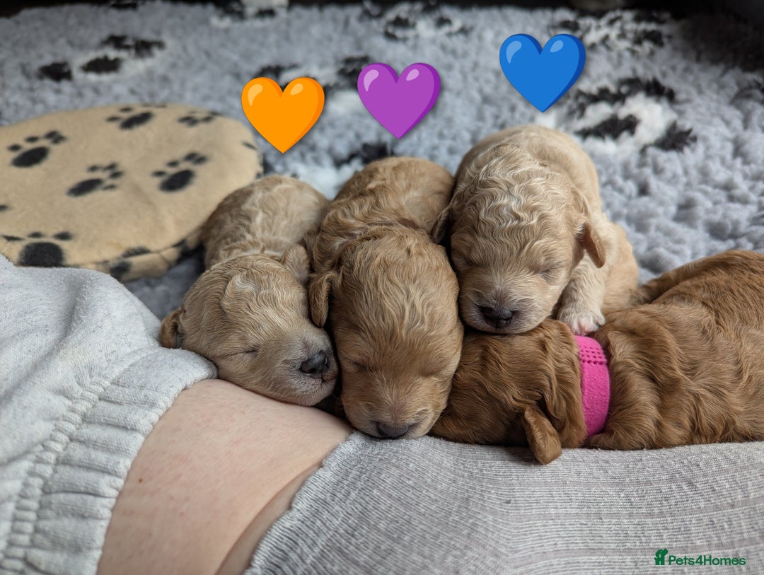 Poochon dogs for sale: 🐾 Adorable F1b Poochon Puppies - Ready November🐾 - Image 40