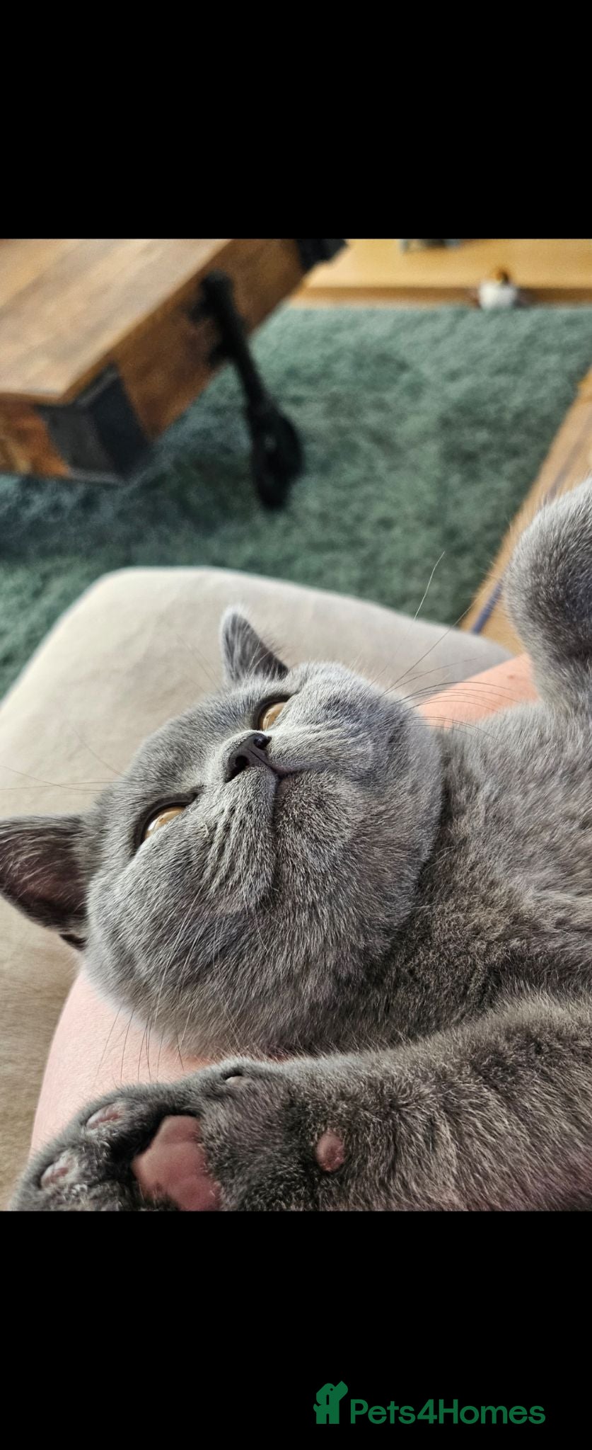 British Shorthair cats Adorable British Shorthair  Blue Kitten  - Advert 2