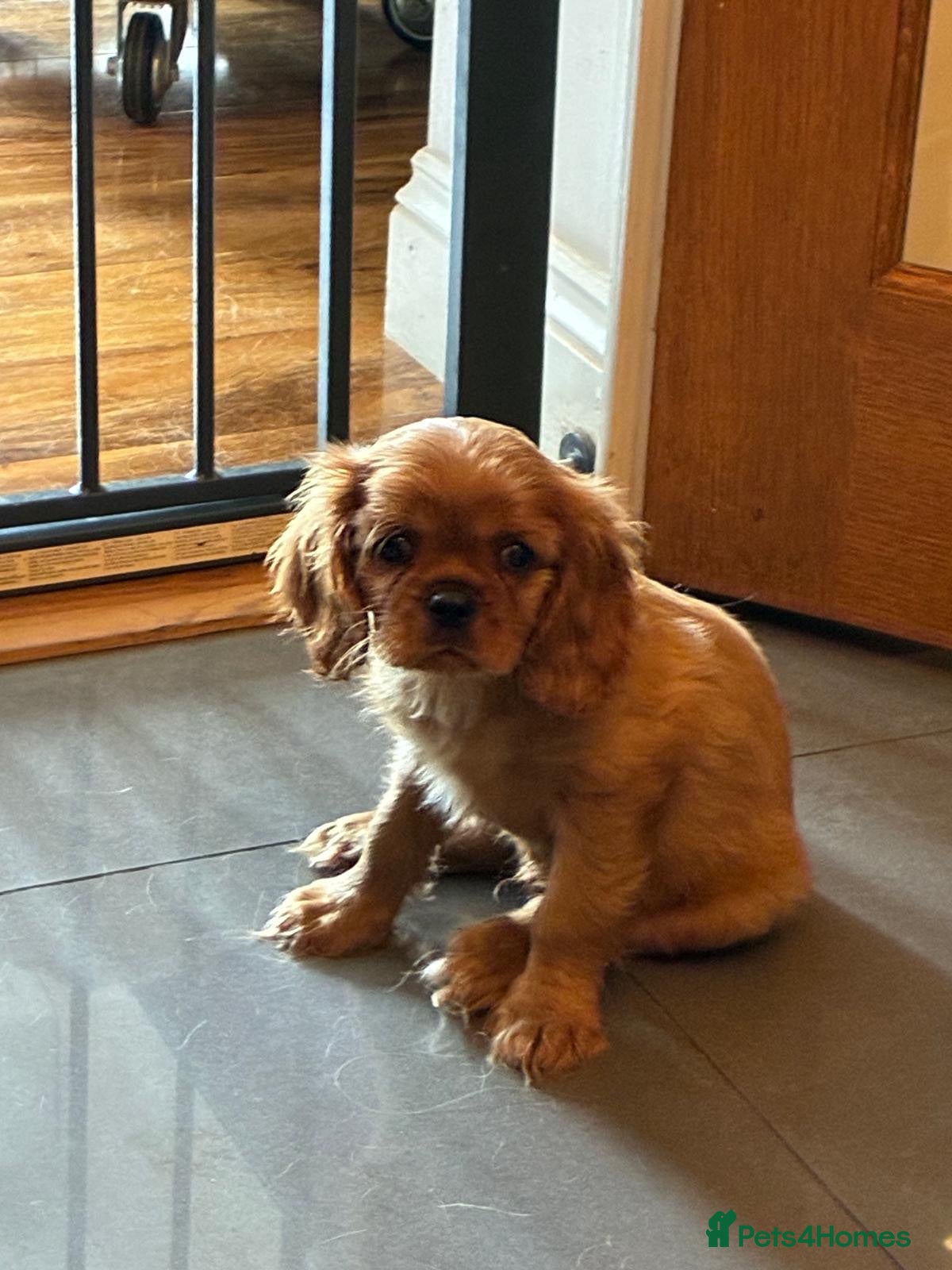 Cavalier King Charles Spaniel dogs Cavalier King Charles  - Advert 1