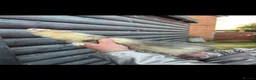 Ferret rodents for sale: Stunning baby ferrets for sale  - Advert 4