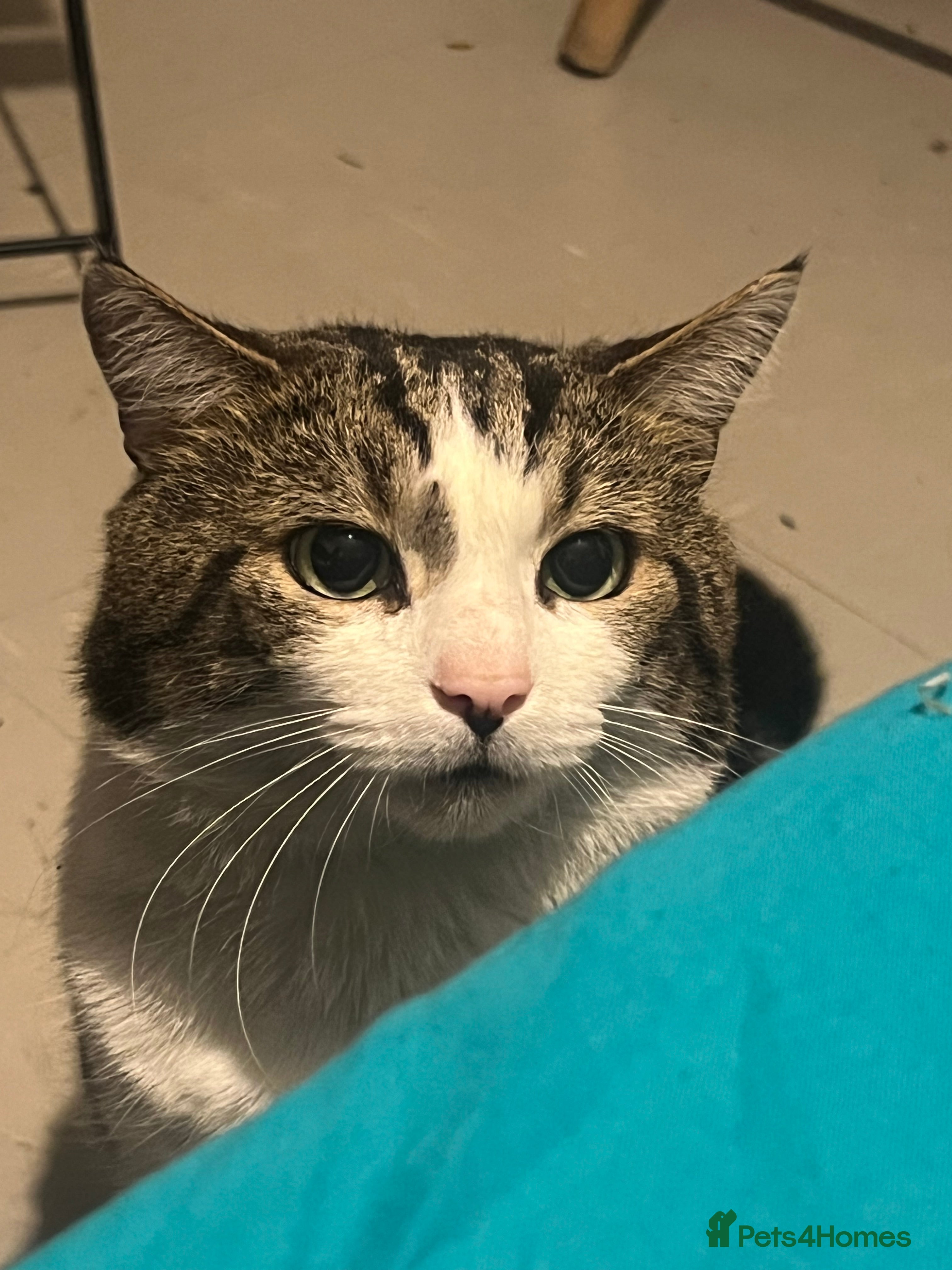 Domestic Shorthair cats 6 year old tabby male for free outside cat - Advert 5