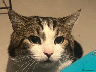 Domestic Shorthair cats - Advert 1