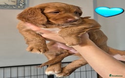 Cockapoo dogs for sale: F1 Cockapoo X Working Cocker Spaniel  - Image 1