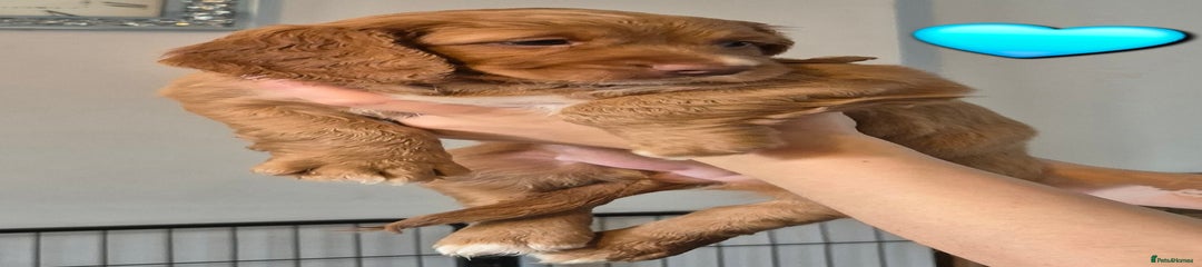 Cockapoo Puppy 2