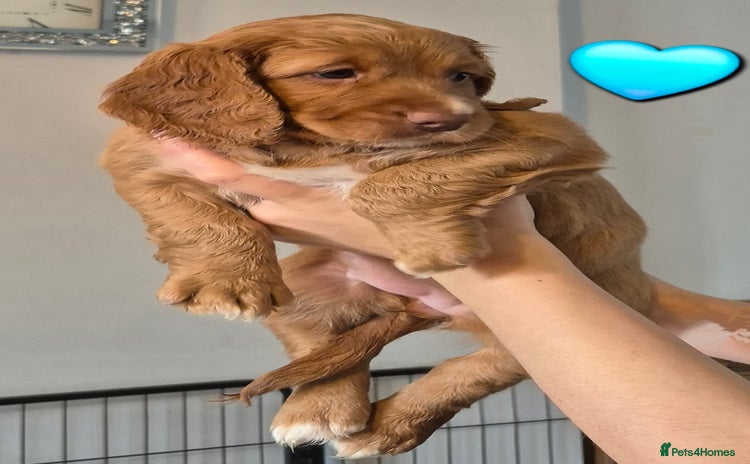 Cockapoo dogs - Advert 5